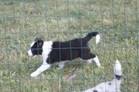 Yoda, a male Border Collie for sale in Floyd, VA – 3 of 5