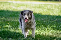 ABCA Female, a female Border Collie for sale in Floyd, VA – 6 of 6