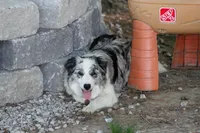 ABCA Female, a female Border Collie for sale in Floyd, VA – 1 of 6