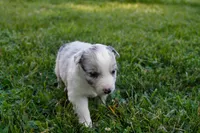 Shadow    ABCA, a male Border Collie for sale in Floyd, VA – 2 of 2