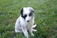 Daisy , a female Border Collie for sale in Floyd, VA – 5 of 5