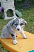 Sonic   ABCA, a male Border Collie for sale in Floyd, VA – 2 of 10