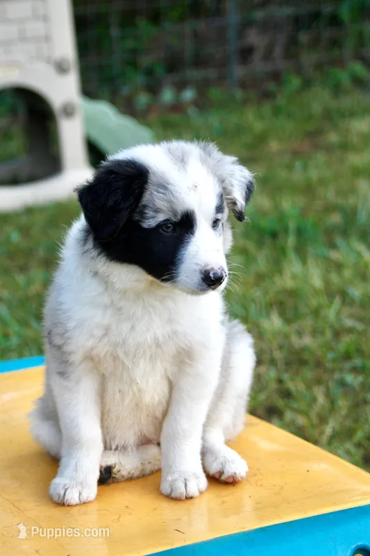 Daisy  – Border Collie puppy for sale in Floyd, VA