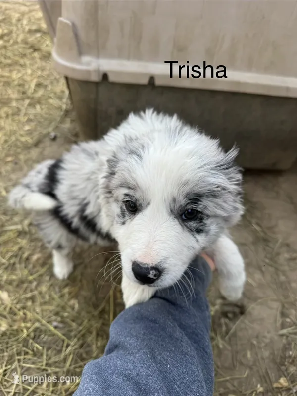 Trisha