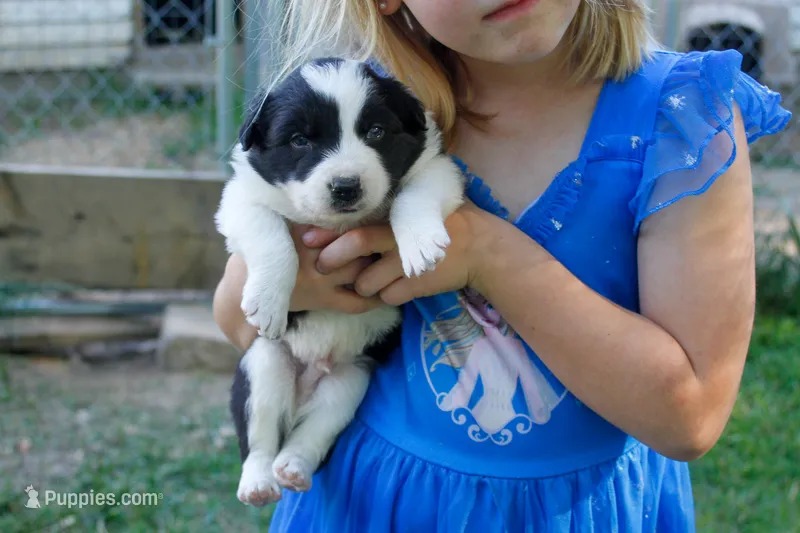 Yoda     ABCA – Border Collie puppy for sale in Floyd, VA