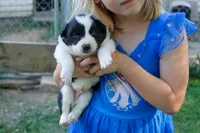 Yoda     ABCA, a male Border Collie for sale in Floyd, VA – 1 of 3