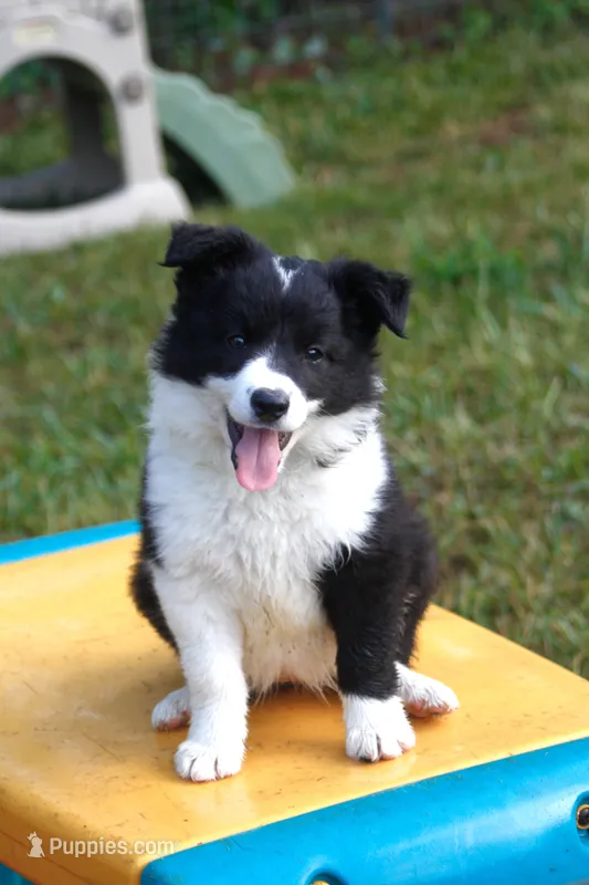 Wish – Border Collie puppy for sale in Floyd, VA
