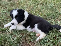Yoda, a male Border Collie for sale in Floyd, VA – 4 of 5