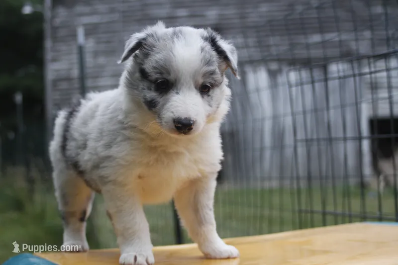 Shadow    ABCA – Border Collie puppy for sale in Floyd, VA