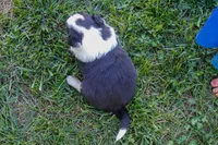 Yoda     ABCA, a male Border Collie for sale in Floyd, VA – 2 of 3
