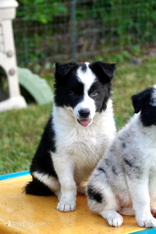 Yoda – Border Collie puppy for sale in Floyd, VA
