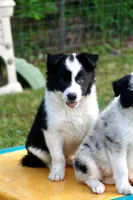Yoda, a male Border Collie for sale in Floyd, VA – 1 of 5