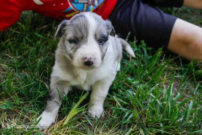 Sonic   ABCA – Border Collie puppy for sale in Floyd, VA