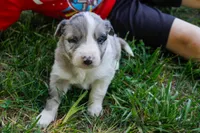 Sonic   ABCA, a male Border Collie for sale in Floyd, VA – 1 of 3