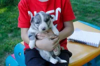 Sonic   ABCA, a male Border Collie for sale in Floyd, VA – 3 of 3