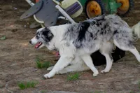 ABCA Female, a female Border Collie for sale in Floyd, VA – 2 of 6