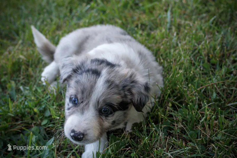 Sonic   ABCA – Border Collie puppy for sale in Floyd, VA