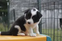Yoda, a male Border Collie for sale in Floyd, VA – 5 of 5