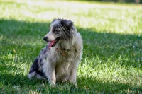 ABCA Female, a female Border Collie for sale in Floyd, VA – 3 of 6