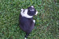 Wish   ABCA, a female Border Collie for sale in Floyd, VA – 3 of 3