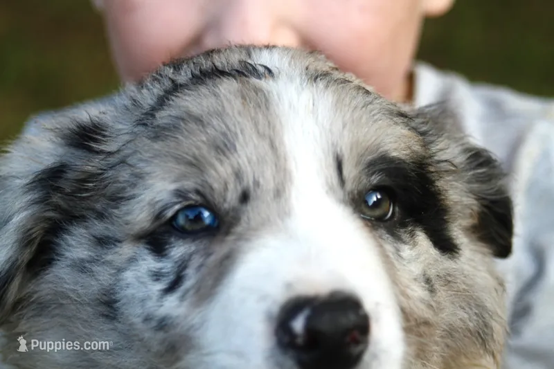 Sonic   ABCA – Border Collie puppy for sale in Floyd, VA