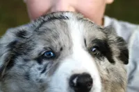 Sonic   ABCA, a male Border Collie for sale in Floyd, VA – 1 of 10