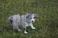 Sonic   ABCA, a male Border Collie for sale in Floyd, VA – 4 of 10