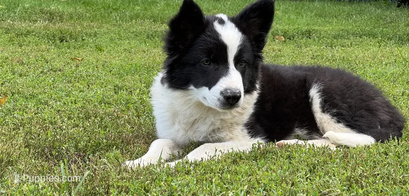 Yoda – Border Collie puppy for sale in Floyd, VA