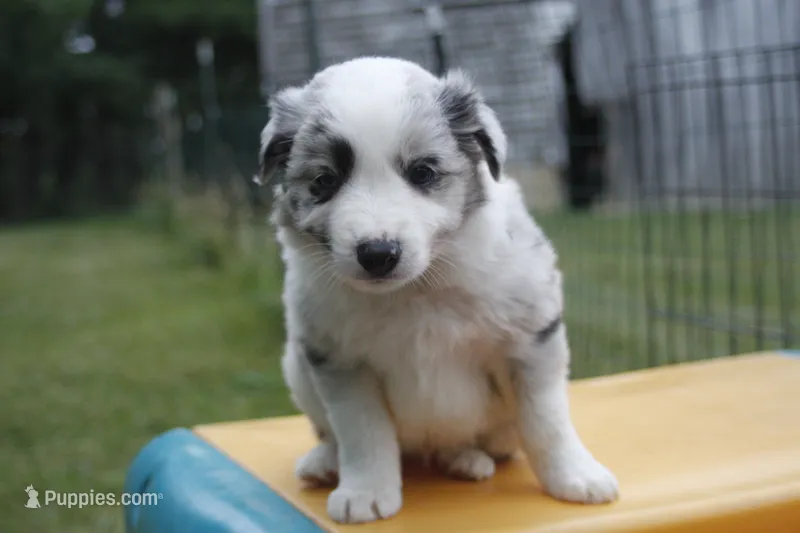 Tails    ABCA – Border Collie puppy for sale in Floyd, VA