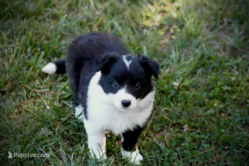 Wish – Border Collie puppy for sale in Floyd, VA