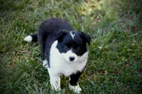 Wish, a female Border Collie for sale in Floyd, VA – 1 of 3