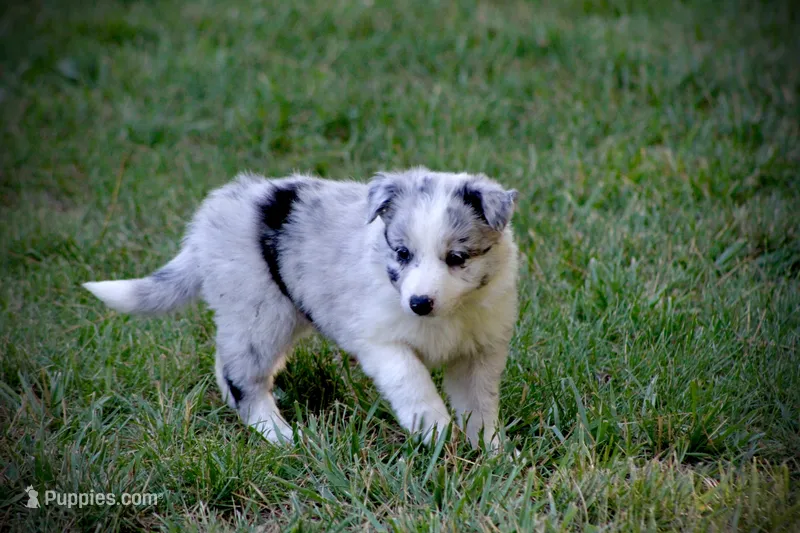 Shadow    ABCA – Border Collie puppy for sale in Floyd, VA