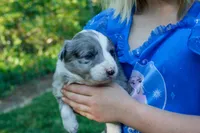 Nasa    ABCA, a male Border Collie for sale in Floyd, VA – 2 of 3
