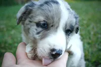 Sonic   ABCA, a male Border Collie for sale in Floyd, VA – 6 of 10