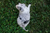 Shadow    ABCA, a male Border Collie for sale in Floyd, VA – 1 of 2