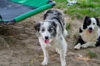 ABCA Female, a female Border Collie for sale in Floyd, VA – 4 of 6