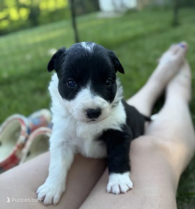 Wish   ABCA – Border Collie puppy for sale in Floyd, VA
