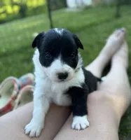 Wish   ABCA, a female Border Collie for sale in Floyd, VA – 1 of 3