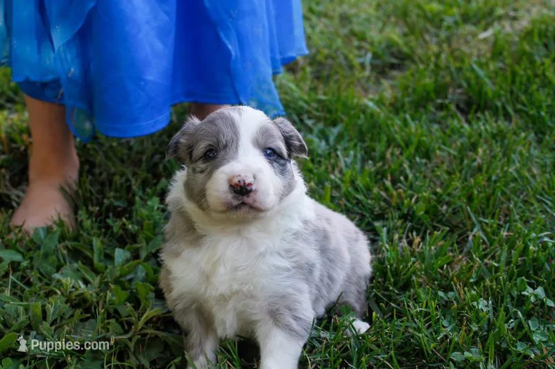 Nasa    ABCA – Border Collie puppy for sale in Floyd, VA