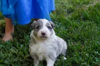 Nasa    ABCA, a male Border Collie for sale in Floyd, VA – 1 of 3
