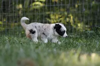 Daisy , a female Border Collie for sale in Floyd, VA – 4 of 5