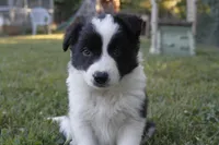Yoda, a male Border Collie for sale in Floyd, VA – 2 of 5