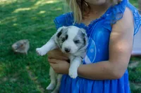 Tails    ABCA, a male Border Collie for sale in Floyd, VA – 3 of 3