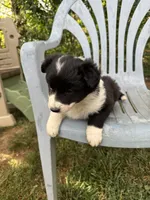 Wish, a female Border Collie for sale in Floyd, VA – 2 of 3