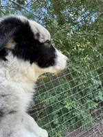 Daisy , a female Border Collie for sale in Floyd, VA – 3 of 5