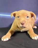 Honey, a female Labrador Retriever for sale in Lawrence, KS – Photo 1 of 5