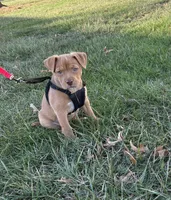 Honey, a female Labrador Retriever for sale in Lawrence, KS – Photo 4 of 5