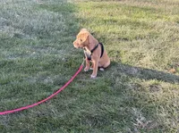 Honey, a female Labrador Retriever for sale in Lawrence, KS – Photo 3 of 5