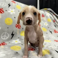 Carlisle, a male Chinese Crested and Italian Greyhound for sale in San Diego, CA – Photo 8 of 10