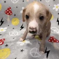 Carlisle, a male Chinese Crested and Italian Greyhound for sale in San Diego, CA – Photo 3 of 10